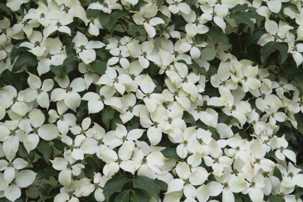 Japansk blomsterkornell Cornus kousa 'Weisse Fontaine' buske Cornus kousa 'Weisse Fontaine'