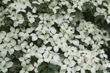 Japansk blomsterkornell Cornus kousa 'Weisse Fontaine' buske Cornus kousa 'Weisse Fontaine' buske