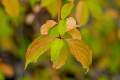 Röd kornell Cornus sanguinea 'Winter Beauty' buske Cornus sanguinea 'Winter Beauty' buske