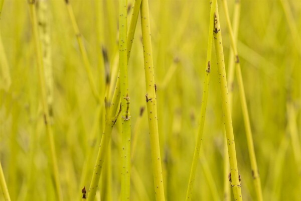 Cornus sericea 'Flaviramea'
