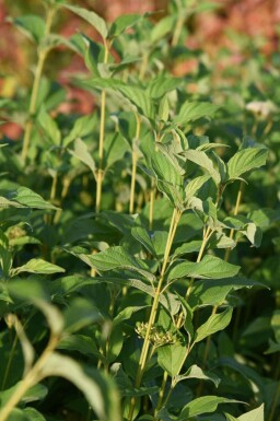 Flavirameakornell Cornus stolonifera 'Flaviramea' buske Cornus stolonifera 'Flaviramea' buske