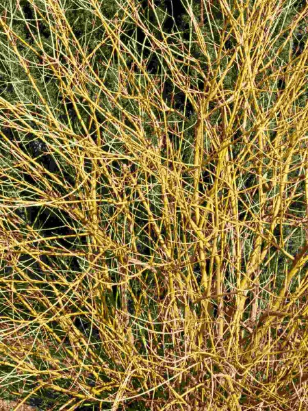 Cornus stolonifera 'Flaviramea'