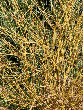 Flavirameakornell Cornus stolonifera 'Flaviramea' buske Cornus stolonifera 'Flaviramea' buske
