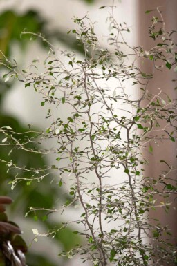 Korokia Corokia cotoneaster buske Corokia cotoneaster buske