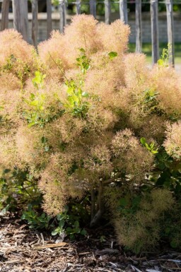 Perukbuske Cotinus coggygria buske Cotinus coggygria buske
