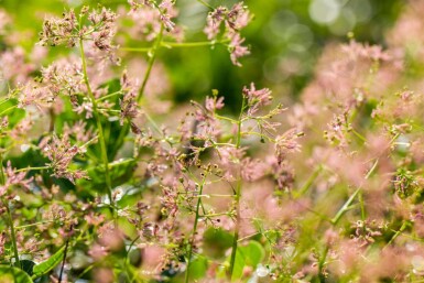Cotinus coggygria