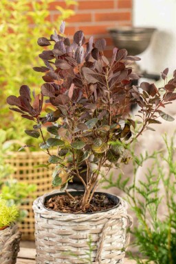 Perukbuske Cotinus coggygria 'Lilla' buske Cotinus coggygria 'Lilla' buske