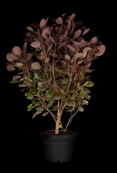 Cotinus coggygria 'Lilla'