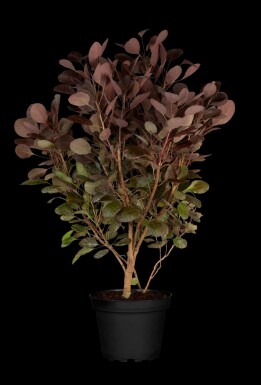 Perukbuske Cotinus coggygria 'Lilla' buske Cotinus coggygria 'Lilla' buske