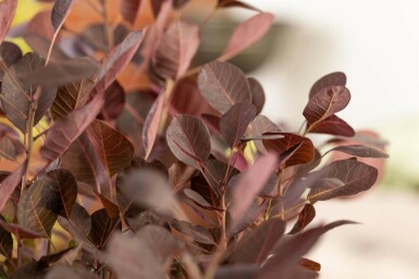 Cotinus coggygria 'Lilla'