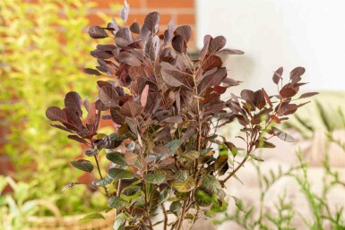 Cotinus coggygria 'Lilla'