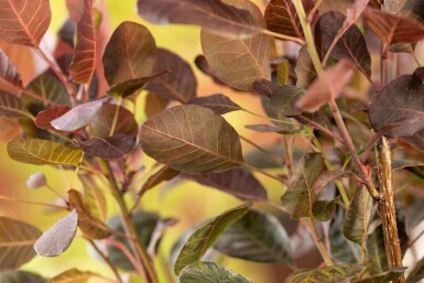 Cotinus coggygria 'Lilla'