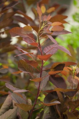 Perukbuske Cotinus 'Grace' buske Cotinus 'Grace' buske