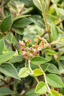 Cotoneaster franchetii