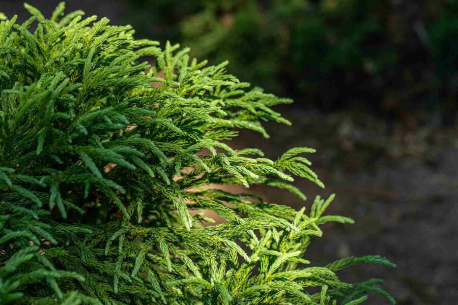 Japansk ceder Cryptomeria japonica 'Globosa Nana' buske Cryptomeria japonica 'Globosa Nana' buske