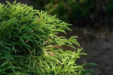 Japansk ceder Cryptomeria japonica 'Globosa Nana' buske Cryptomeria japonica 'Globosa Nana' buske