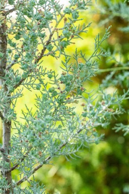 Arizonacypress Cupressus arizonica 'Fastigiata' buske Cupressus arizonica 'Fastigiata' buske