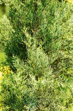 Cupressus sempervirens 'Pyramidalis'