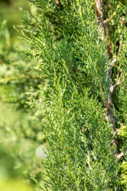 Cupressus sempervirens 'Pyramidalis'