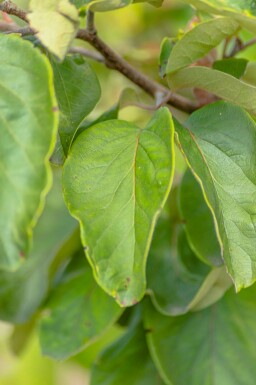 Kvitten Cydonia oblonga 'Vranja' buske Cydonia oblonga 'Vranja' buske