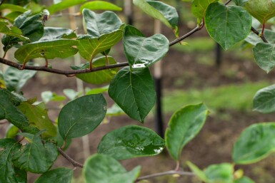 Cydonia oblonga 'Vranja'