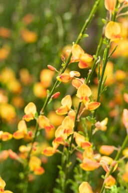 Ginst Cytisus 'Apricot Gem' buske Cytisus 'Apricot Gem' buske