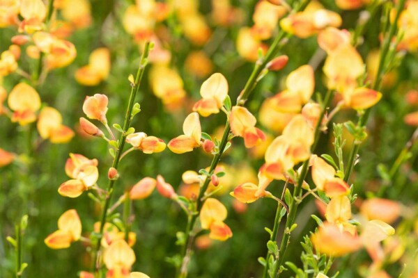 Cytisus 'Apricot Gem'