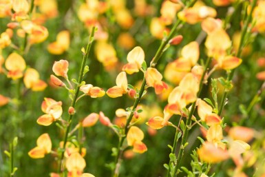 Ginst Cytisus 'Apricot Gem' buske Cytisus 'Apricot Gem' buske