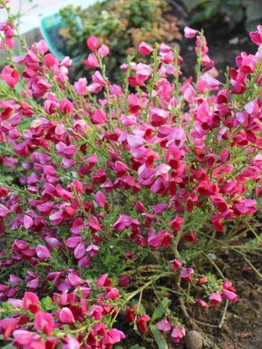Häckginst Cytisus 'Boskoop Ruby' buske Cytisus 'Boskoop Ruby' buske