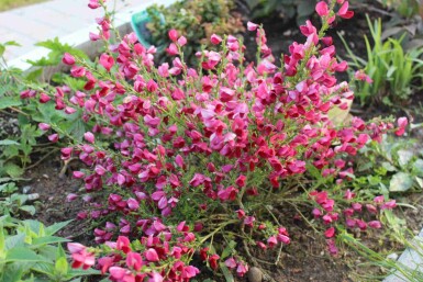 Häckginst Cytisus 'Boskoop Ruby' buske Cytisus 'Boskoop Ruby' buske