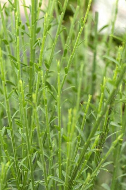 Ginst Cytisus 'Lena' buske Cytisus 'Lena' buske