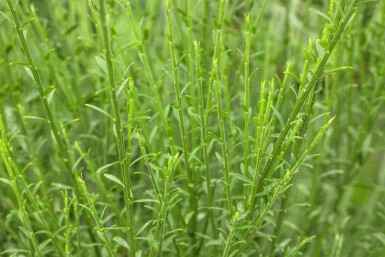 Ginst Cytisus 'Lena' buske Cytisus 'Lena' buske