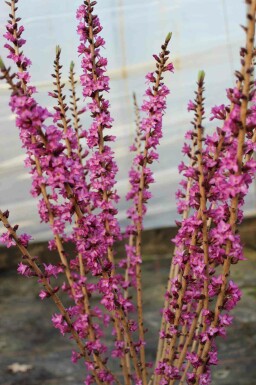 Tibast Daphne mezereum 'Rubra' buske Daphne mezereum 'Rubra' buske