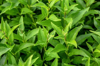 Deutzia Deutzia gracilis buske Deutzia gracilis buske