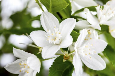 Deutzia gracilis C1,7 30-40