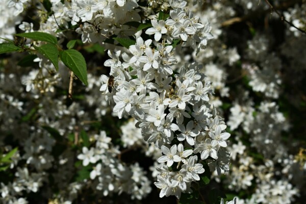 Deutzia gracilis 'Nikko'