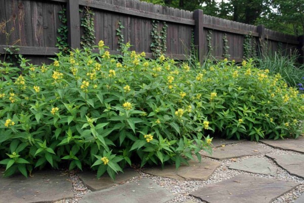 Diervilla sessilifolia 'Butterfly' buske