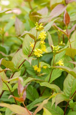 Getris Diervilla splendens buske Diervilla splendens buske