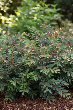 Distylium 'Blue Cascade' buske