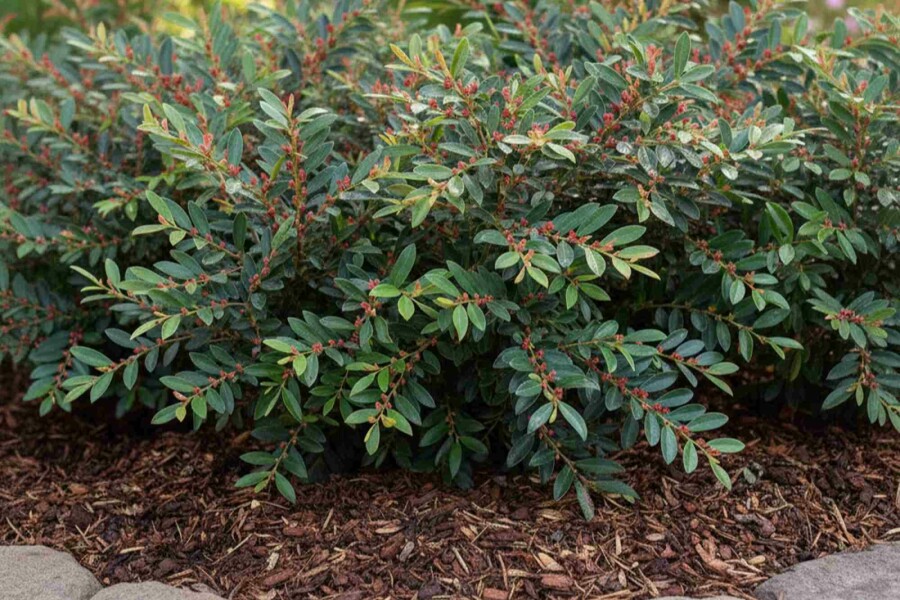 Blå distyllium Distylium 'Blue Cascade' buske Distylium 'Blue Cascade' buske