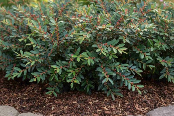 Distylium 'Blue Cascade' buske