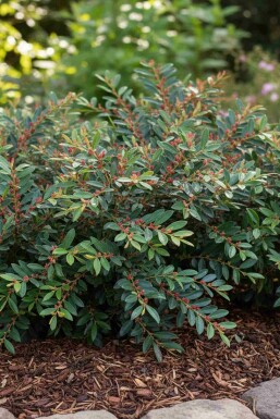 Distylium 'Blue Cascade' buske