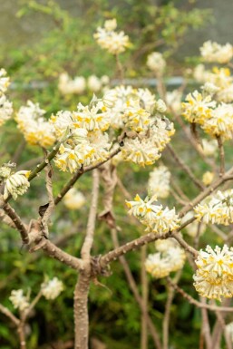 Edgeworthia Edgeworthia chrysantha buske Edgeworthia chrysantha buske
