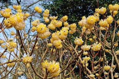 Edgeworthia chrysantha 'Grandiflora'
