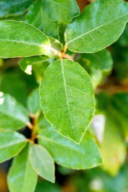 Elaeagnus ebbingei 'Compacta'