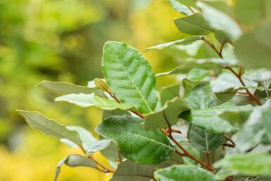 Elaeagnus ebbingei 'Compacta'