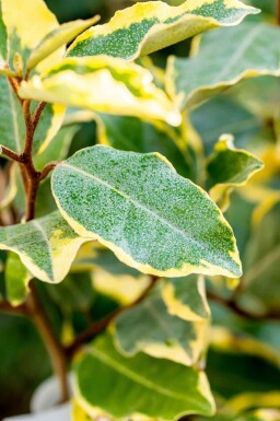 Silverbuske Elaeagnus ebbingei 'Limelight' buske Elaeagnus ebbingei 'Limelight'
