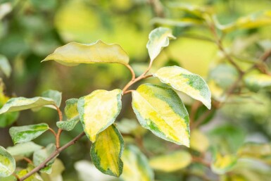 Silverbuske Elaeagnus ebbingei 'Limelight' buske Elaeagnus ebbingei 'Limelight'