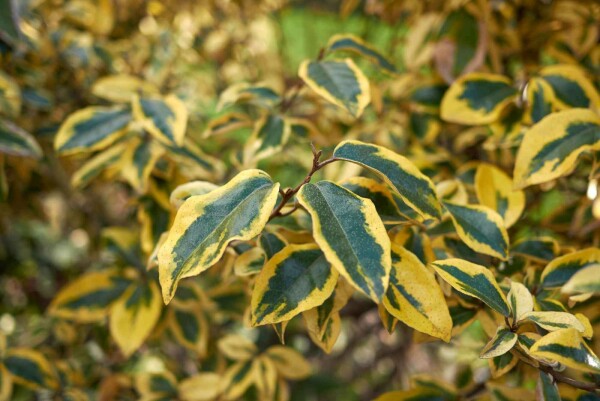 Elaeagnus pungens 'Maculata'