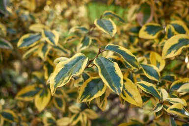 Silverbuske Elaeagnus pungens 'Maculata' buske Elaeagnus pungens 'Maculata' buske